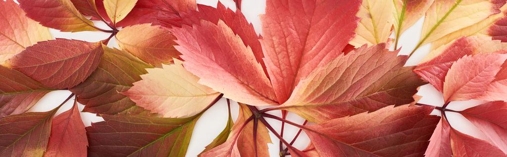 панорамный снимок красочных осенних листьев дикого винограда, выделенных на белом
 - Фото, изображение