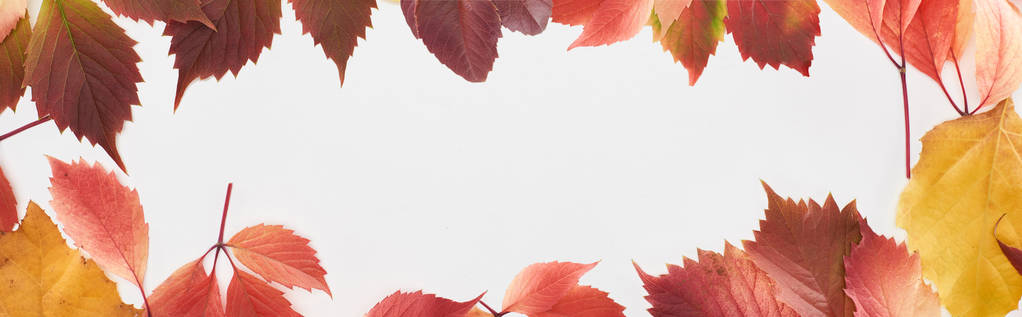 panoramische Aufnahme der bunten Herbstblätter von wilden Trauben und Erlen isoliert auf weiß  - Foto, Bild