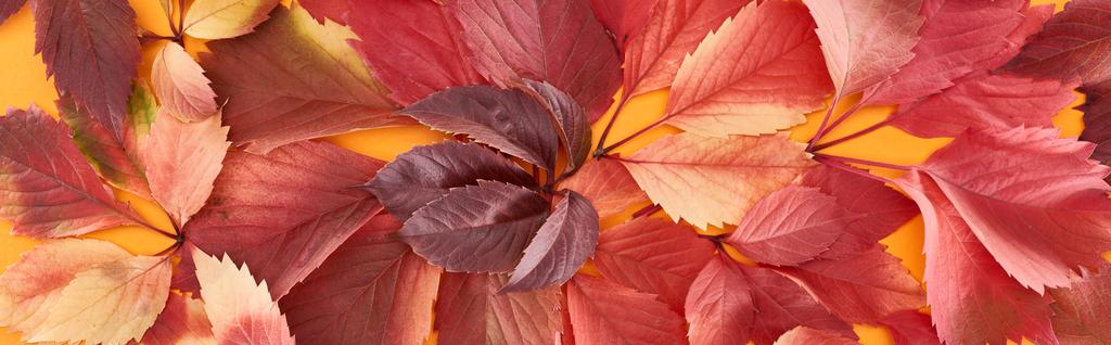 tiro panorâmico de folhas de outono coloridas de uvas selvagens na superfície amarela
 - Foto, Imagem