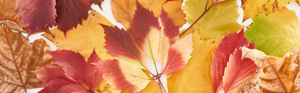 panoramic shot of colorful autumn leaves of wild grapes, alder and maple isolated on white  - Photo, Image