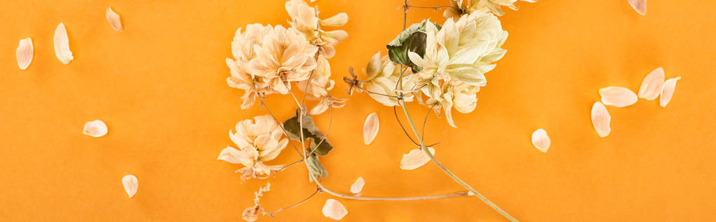 tiro panorâmico de galho com cones de semente de lúpulo seco perto de pétalas isoladas em amarelo
  - Foto, Imagem