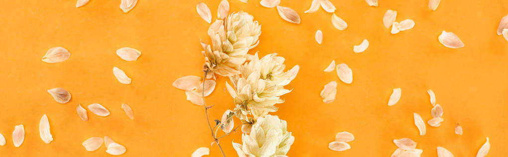 panoramic shot of twig with dry hop seed cones near petals isolated on yellow  - Photo, Image