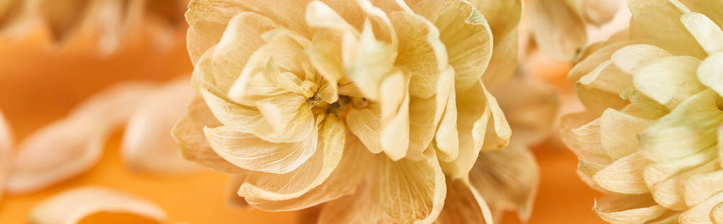 закрыть обзор конусов семян сухого хмеля рядом с лепестками на желтом, панорамный снимок
 - Фото, изображение