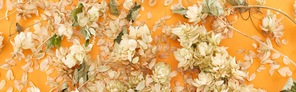 黄色の背景に花びらの近くに散在するドライホップのパノラマショット - 写真・画像