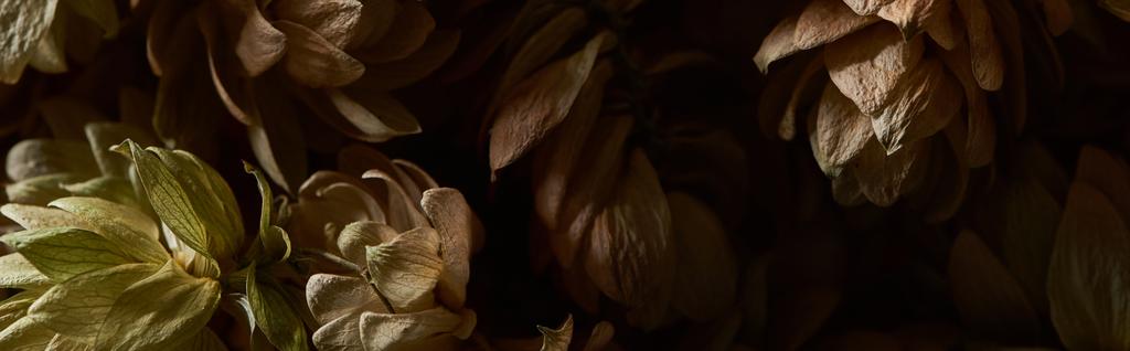 vista de cerca de los conos de semillas de lúpulo seco aislados en negro, plano panorámico
 - Foto, imagen
