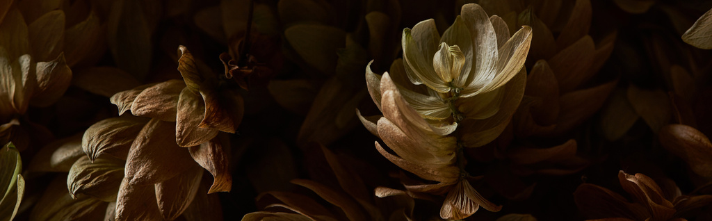 黒いパノラマのショットに隔離されたドライホップの種のコーンの近くのビュー - 写真・画像