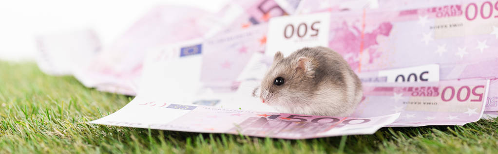 panoramic shot hamster sitting on euro banknotes isolated on white, sports betting concept - Photo, Image