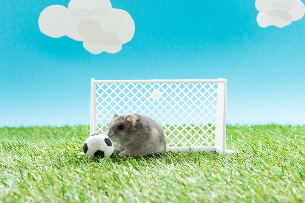 смешной хомяк рядом с игрушечным футбольным мячом и ворота на зеленой траве на синем фоне с облаками, концепция спортивных ставок
 - Фото, изображение