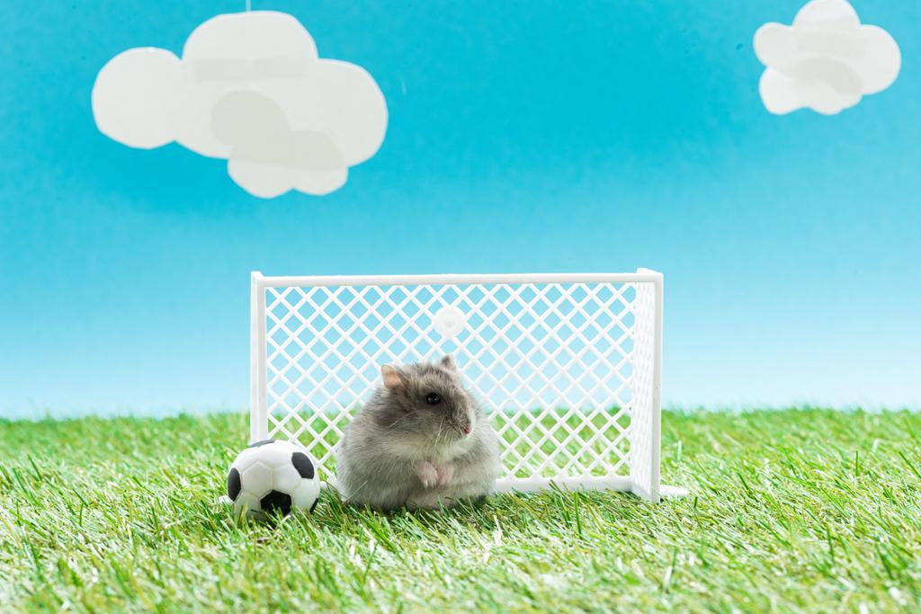 divertente criceto vicino palla da calcio giocattolo e cancelli su erba verde su sfondo blu con nuvole, concetto di scommesse sportive
 - Foto, immagini