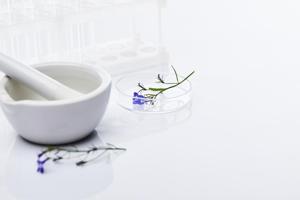 стеклянные пробирки, раствор с пестиком рядом с образцом растения на белом фоне
 - Фото, изображение
