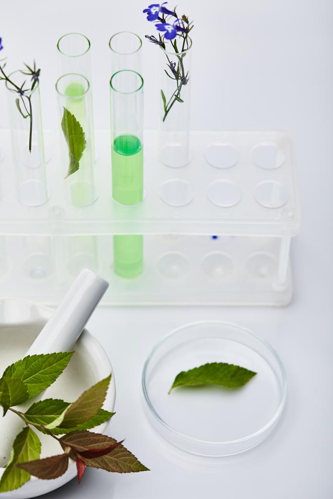 üveg kémcsövek folyadék közelében növények és habarcs mozsártörő fehér asztalon - Fotó, kép