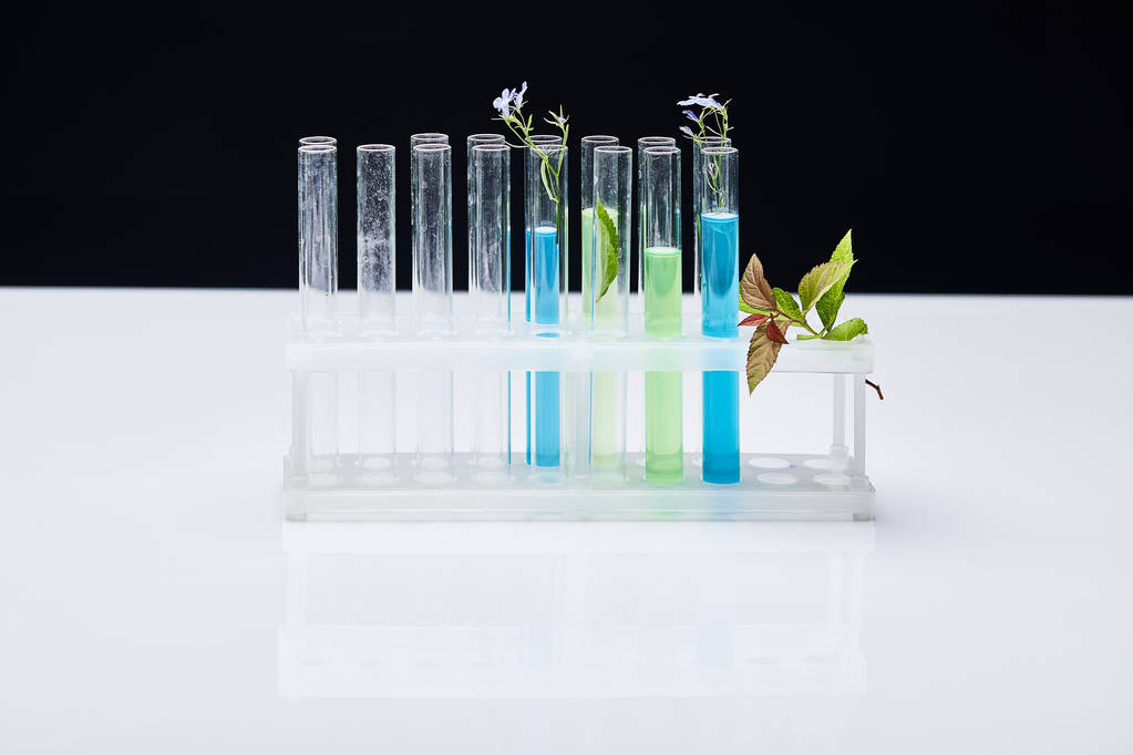 provette di vetro con liquido vicino alle piante su tavolo bianco isolato su nero
 - Foto, immagini