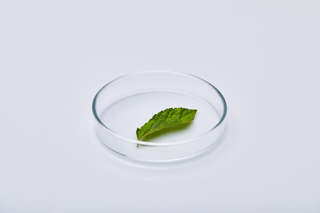 πράσινο φύλλο σε γυαλί δοκιμής σε λευκή επιφάνεια - Φωτογραφία, εικόνα