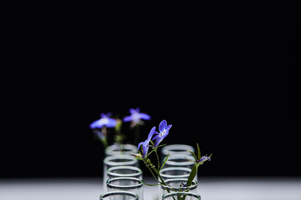 вибірковий фокус скляних пробірки з рослиною ізольовані на чорному
 - Фото, зображення