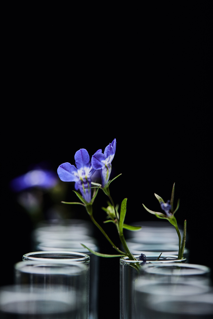 крупним планом вид скляних пробірки з рослиною ізольовані на чорному
 - Фото, зображення