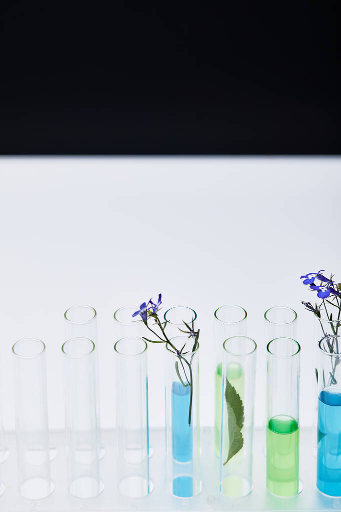 γυάλινοι δοκιμαστικοί σωλήνες με υγρό και φυτά σε λευκό τραπέζι που απομονώνονται σε μαύρο - Φωτογραφία, εικόνα