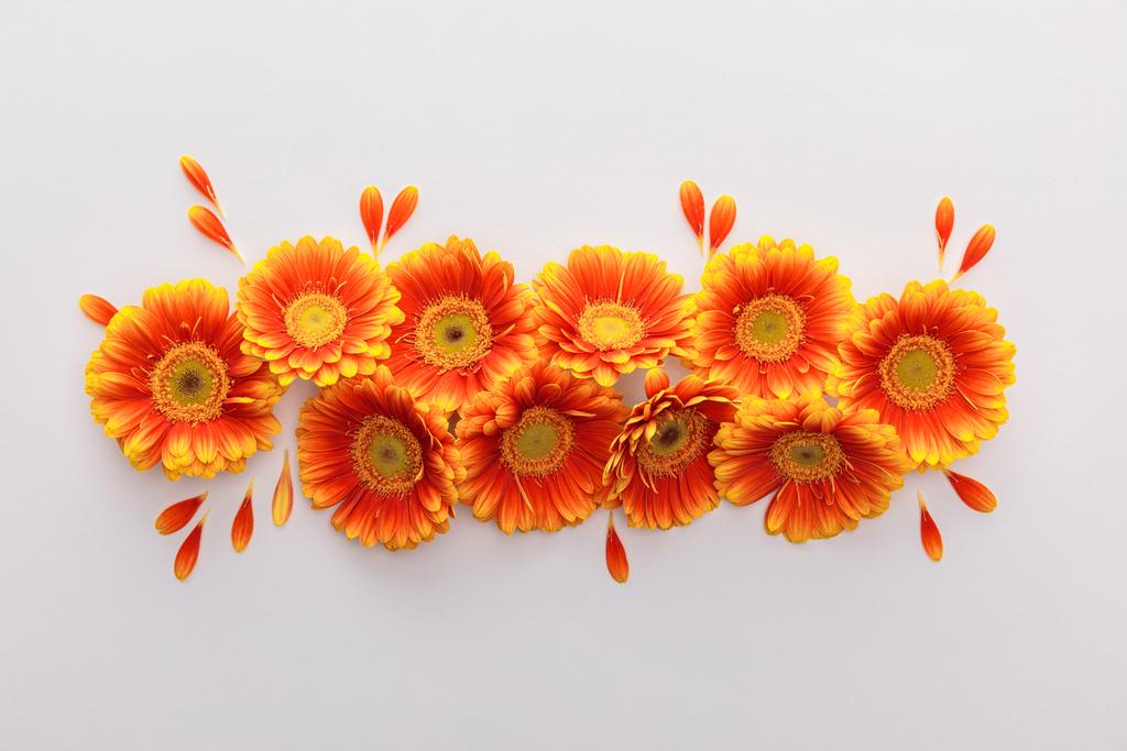 白い背景に花弁を持つオレンジ色のガーベラの花のトップビュー - 写真・画像