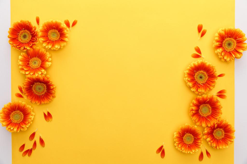 Blick von oben auf orange Gerbera-Blüten mit Blütenblättern auf gelbem Hintergrund - Foto, Bild