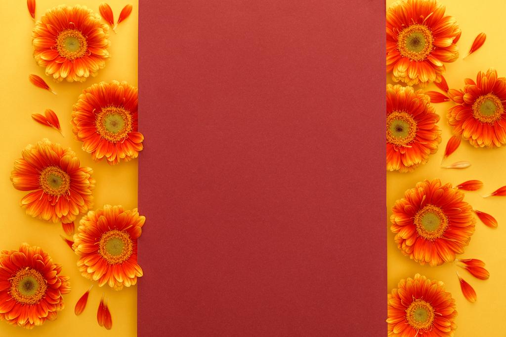 felső nézet narancs gerbera virágok szirmok és piros üres kártya sárga háttér - Fotó, kép
