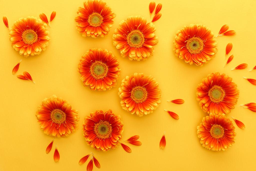 vista superior de flores de gerberas naranjas con pétalos sobre fondo amarillo
 - Foto, imagen