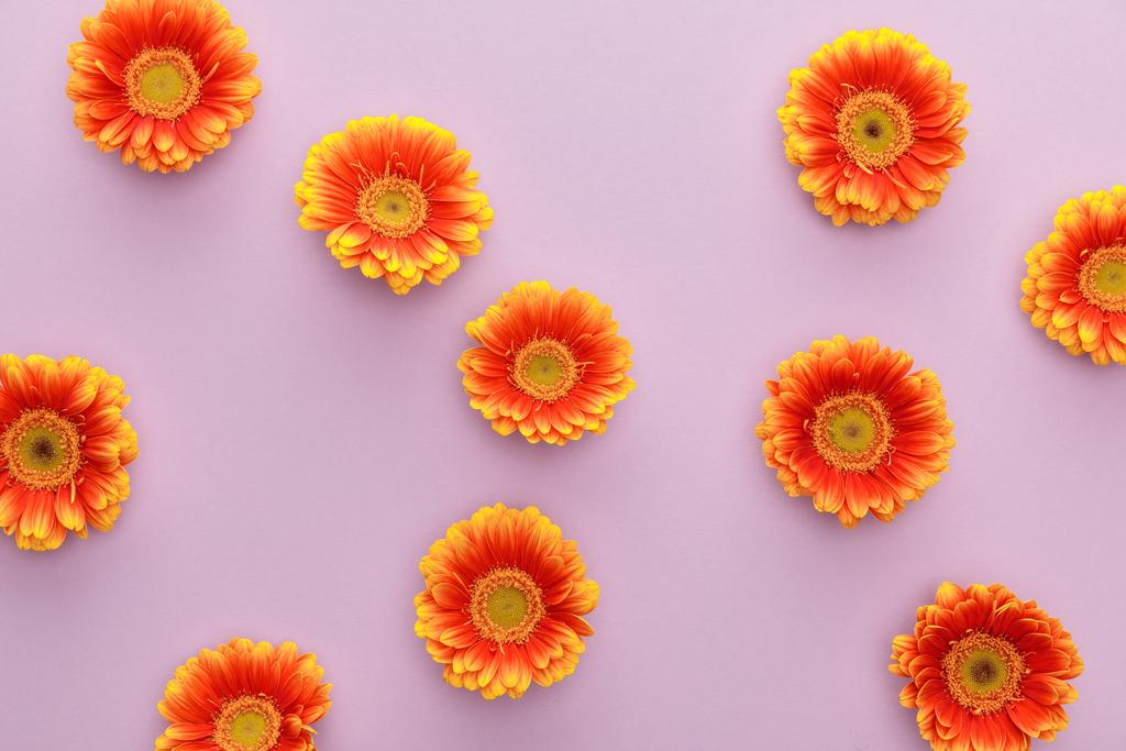 widok z góry pomarańczowy gerbera kwiaty na fioletowym tle - Zdjęcie, obraz