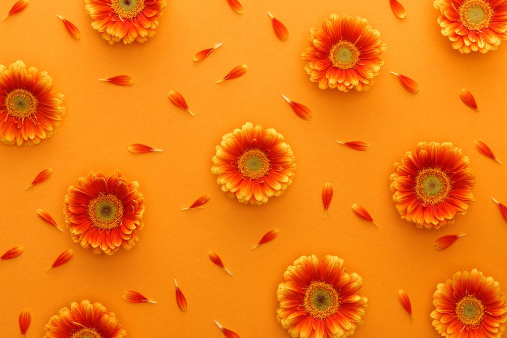 vrchní pohled na gerber květiny s okvětními lístky na oranžovém pozadí - Fotografie, Obrázek