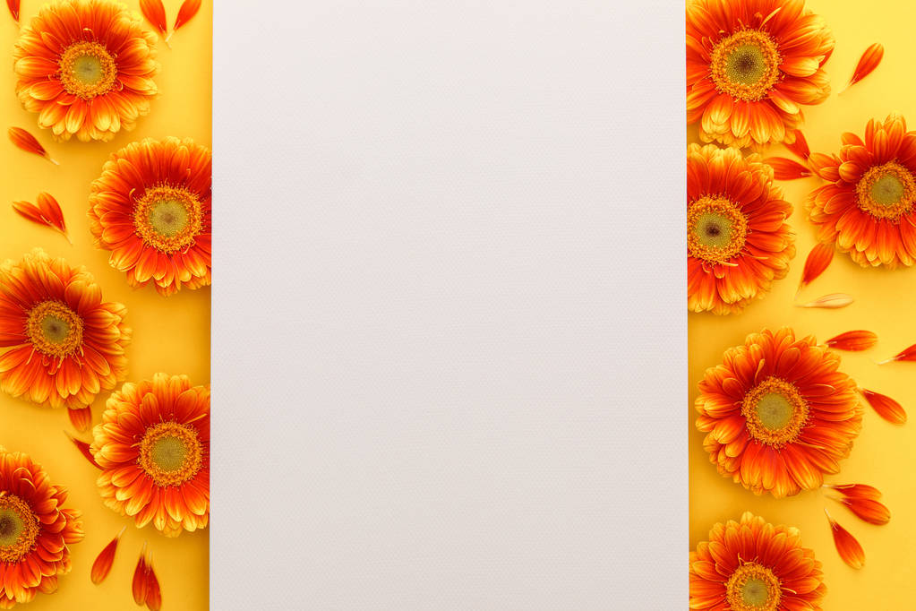 πάνω όψη των λουλουδιών πορτοκαλί ζέρμπερα με λευκό χαρτί σε πορτοκαλί φόντο - Φωτογραφία, εικόνα