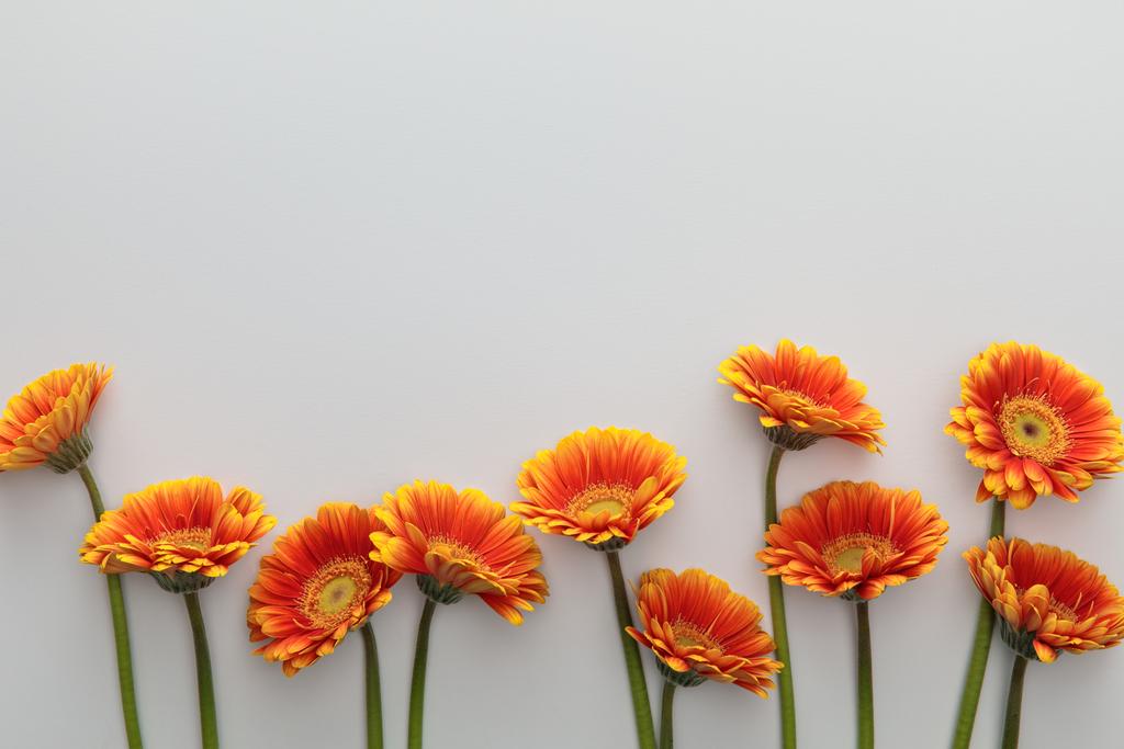 bovenaanzicht van oranje gerbera bloemen op witte achtergrond met kopieerruimte - Foto, afbeelding
