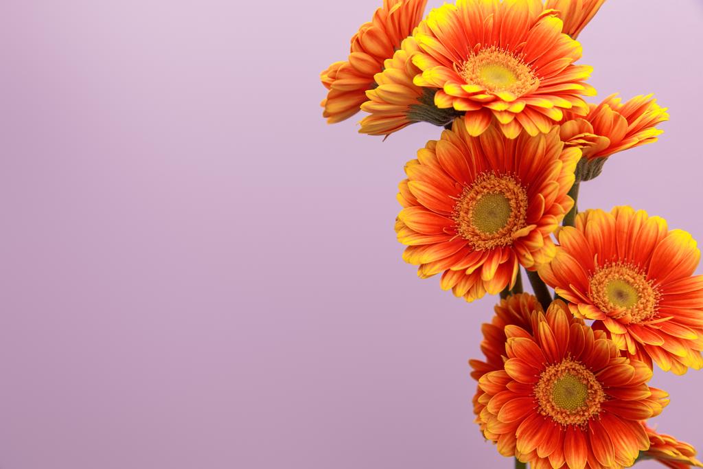 oranžová gerbera květiny na fialovém pozadí s kopírovacím prostorem - Fotografie, Obrázek