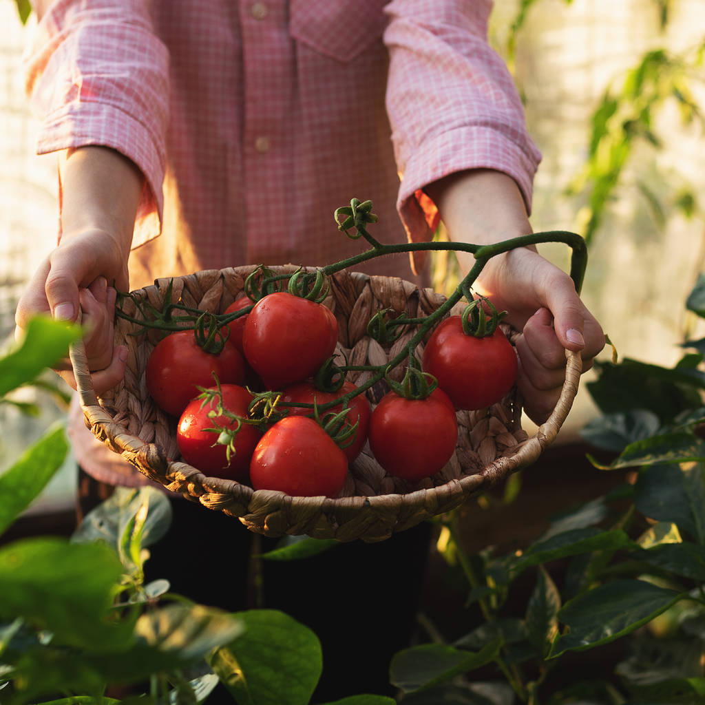 Tuinieren en landbouw concept. Broeikasproducten. Productie van plantaardige producten. Tomaten telen in een kas. - Foto, afbeelding