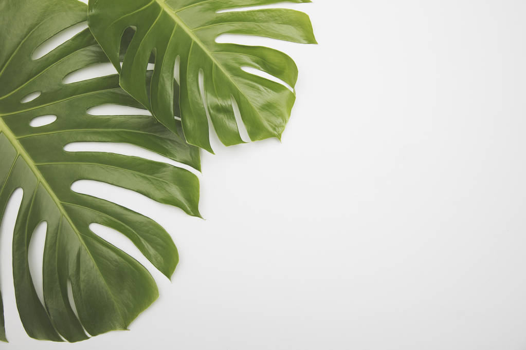 Hoja tropical verde grande de la planta monstera
 - Foto, imagen