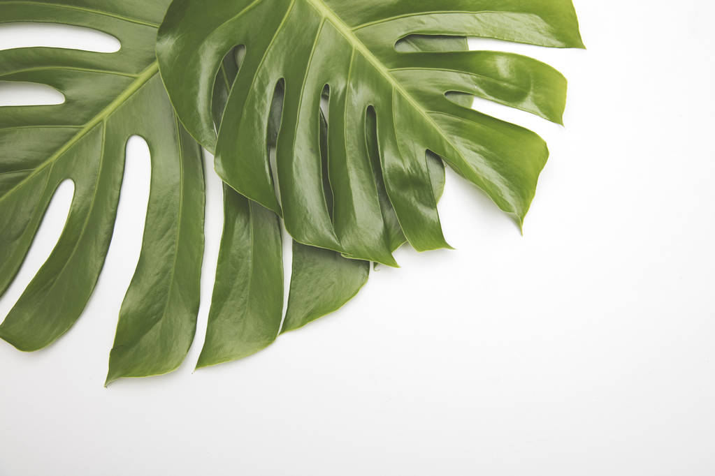 Duży zielony liść tropikalny z roślin monstera - Zdjęcie, obraz
