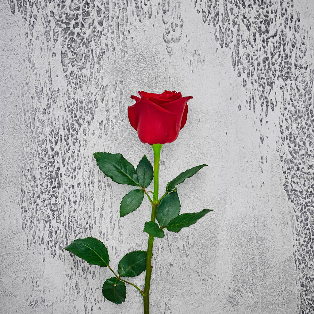 Rosas rojas sobre un fondo de textura clara. Lugar para el texto, parte superior vi
 - Foto, Imagen