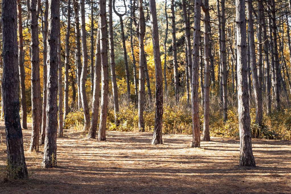 Natureza da floresta de outono. Floresta de coníferas de outono de tarde com sombras
. - Foto, Imagem