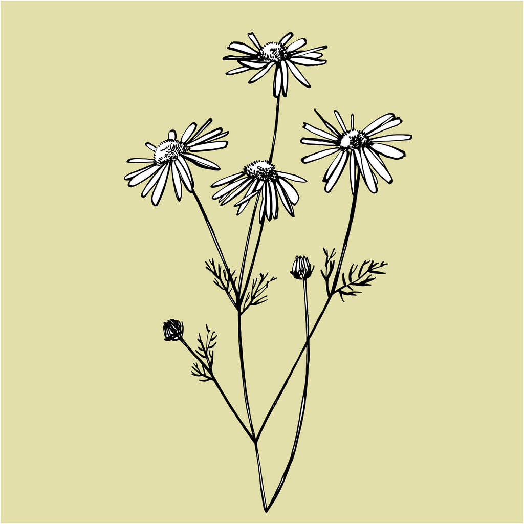 Kamille of Daisy bloem. Botanische illustratie. Goed voor cosmetica, geneeskunde, behandelen, aromatherapie, verpleging, pakketontwerp, veldboeket. Hand getrokken wilde hooibloemen - Vector, afbeelding