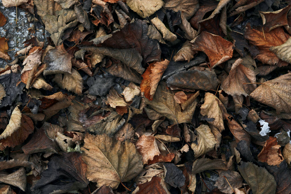 Textura com folhas secas douradas caídas das árvores no outono
 - Foto, Imagem