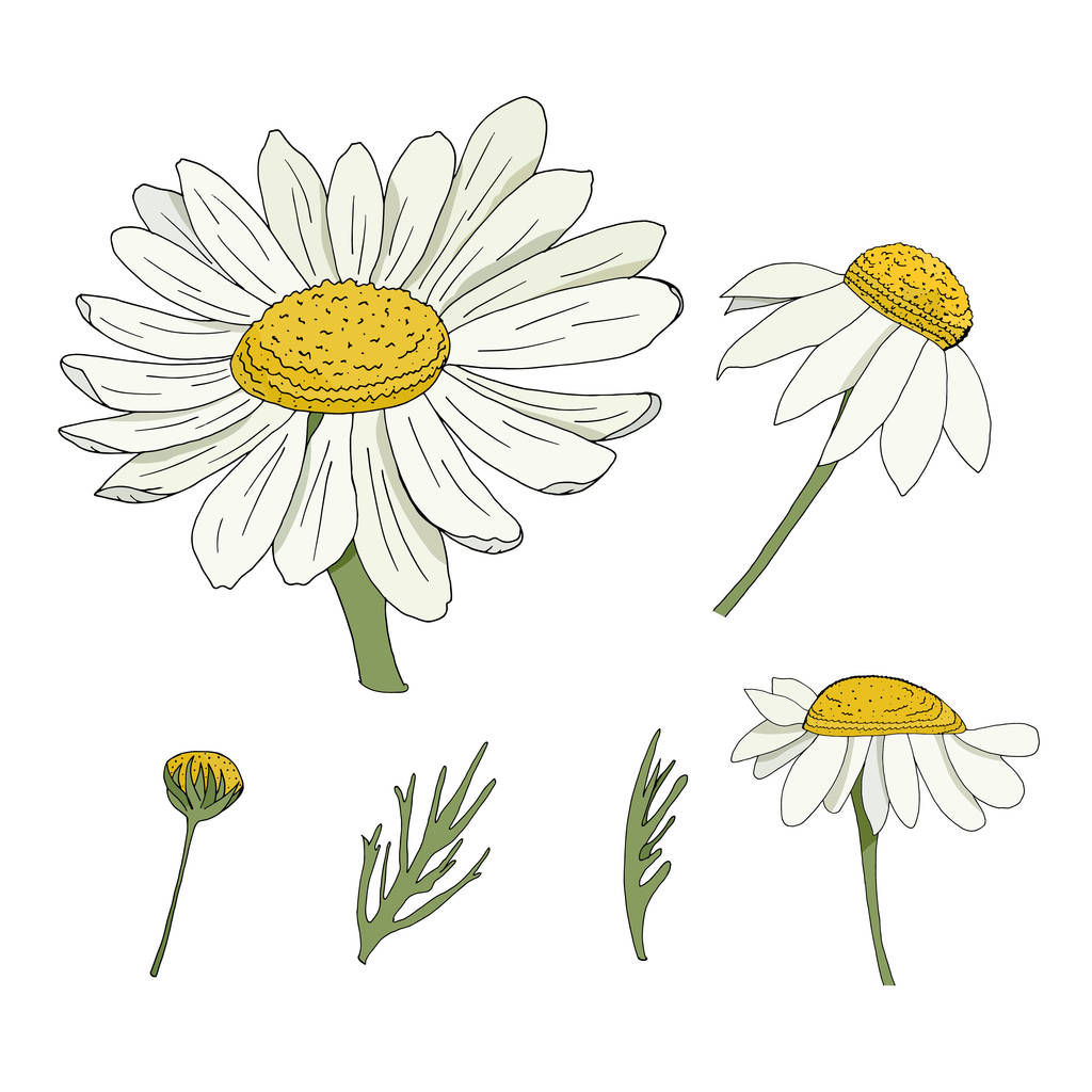 Set with daisies on a white background. Set of elements. - 写真・画像