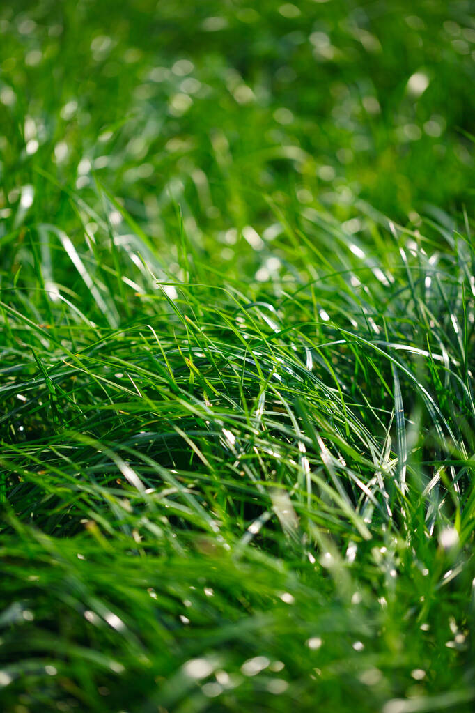 крупным планом фото зеленого высокого газона
 - Фото, изображение