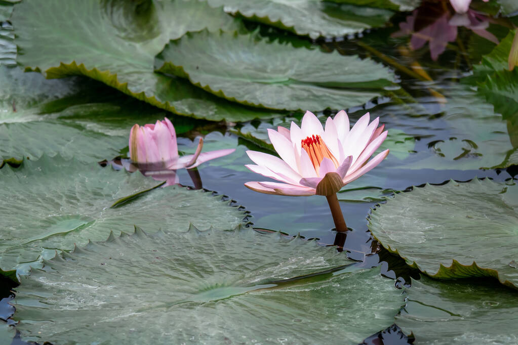 hermoso lirio de agua rosa en el estanque del jardín
 - Foto, Imagen