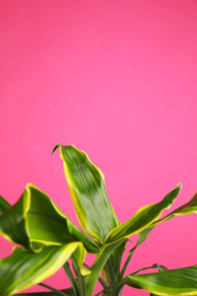 Liście tropikalne na różowym tle, miejsce na tekst. Stylowy element wnętrza - Zdjęcie, obraz