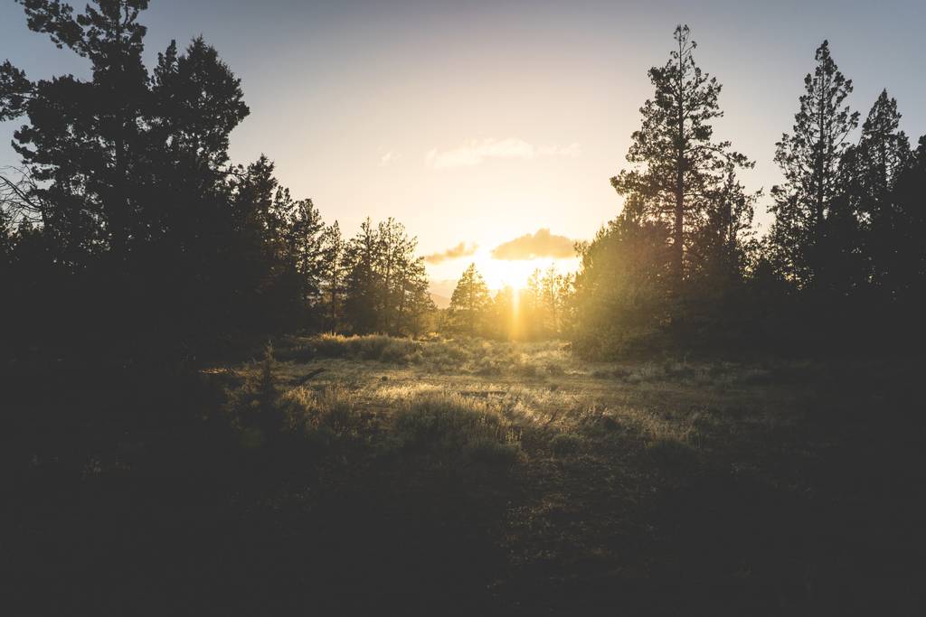 Широкий знімок дерев у трав'яному полі під час заходу сонця
 - Фото, зображення
