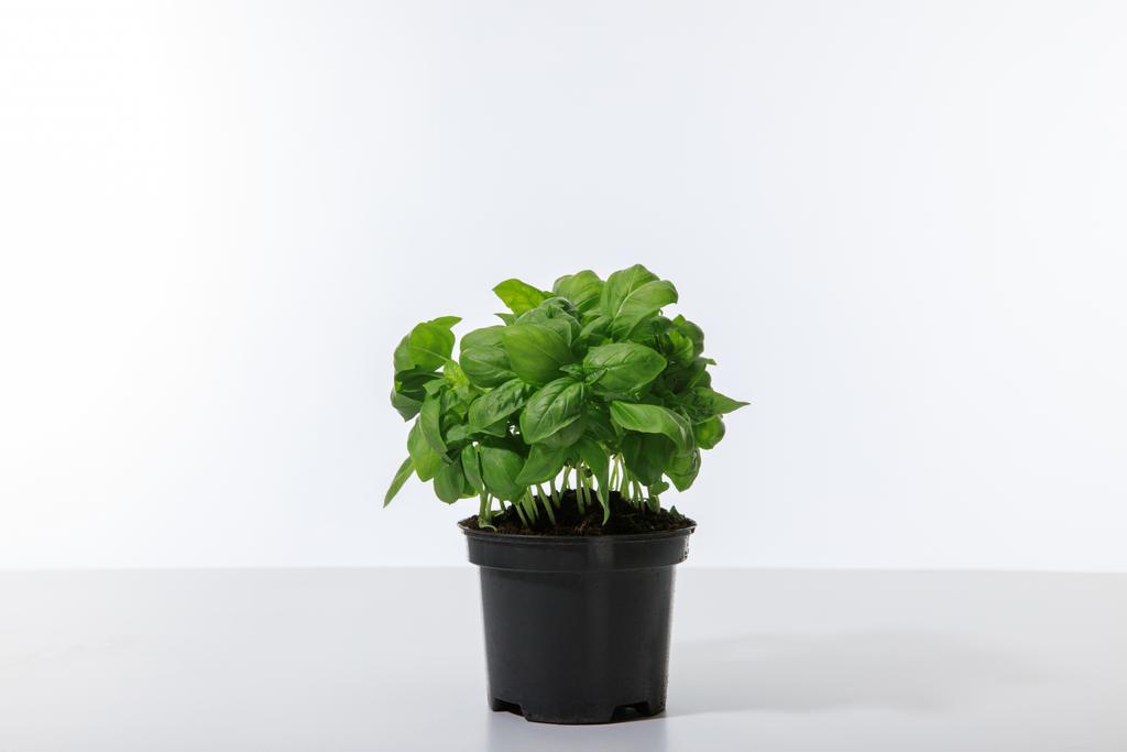 basilico verde fresco che cresce in vaso isolato su bianco
 - Foto, immagini