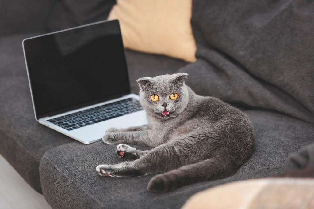 cute scottish fold cat lying on sofa near laptop with blank screen - Photo, Image