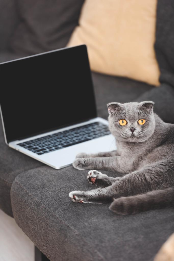 chat écossais gris pliant couché sur un canapé près d'un ordinateur portable avec écran blanc
 - Photo, image