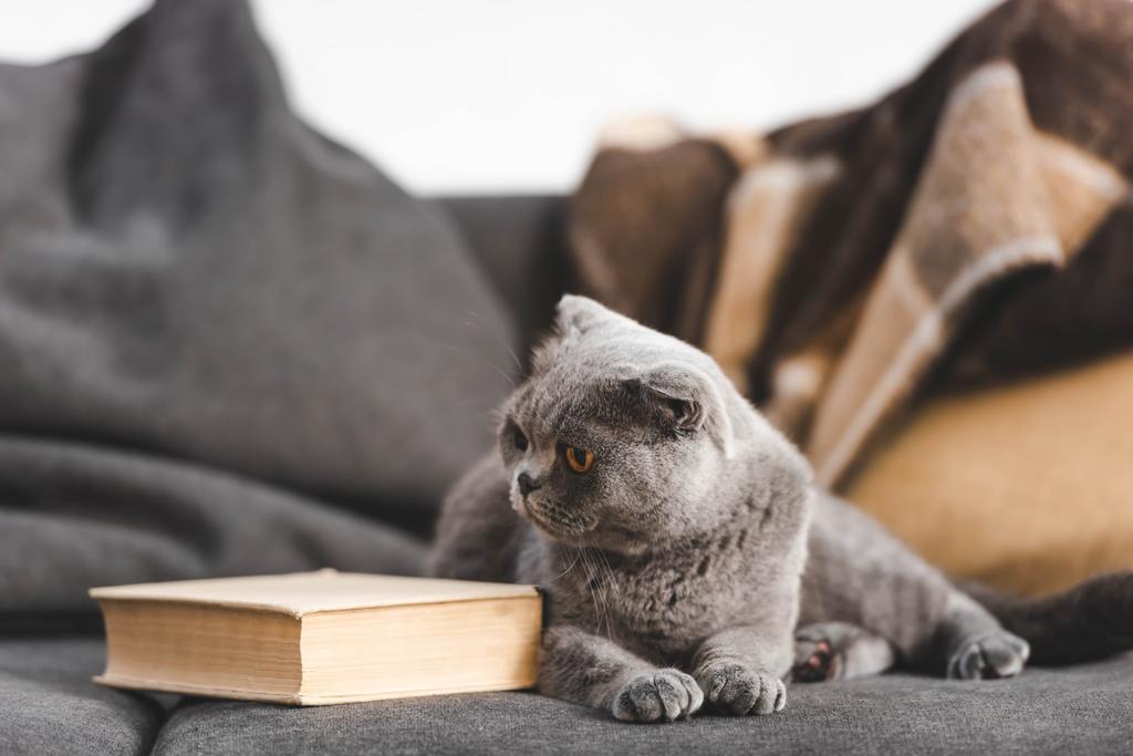 słodkie szary szkocki krotnie kot na kanapie z książki - Zdjęcie, obraz