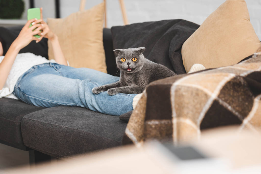 kivágott kilátás a lány okostelefon segítségével kanapén skót fold macska - Fotó, kép