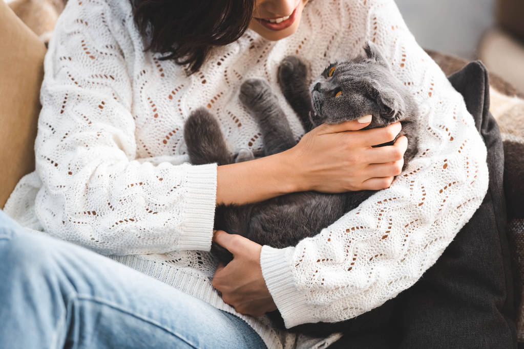 cropped view of young woman with cute scottish fold cat   - Photo, Image