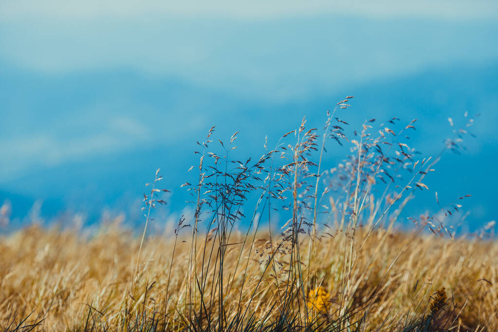Природний фон в горах, крупним планом трава
 - Фото, зображення