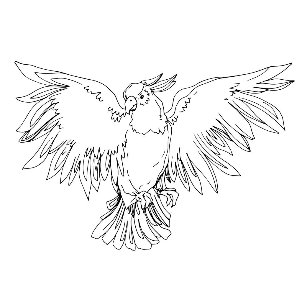 Cacatua de pássaro Vector Sky em uma vida selvagem isolada. Tinta gravada a preto e branco. Isolado papagaio ilustração elemento
. - Vetor, Imagem