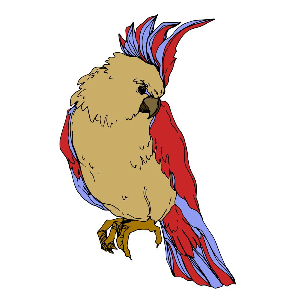 Vector Sky ptak kakadu w dzikiej przyrody odizolowany. Czarno-biała grawerowana sztuka tuszu. Izolowany element ilustracji papugi. - Wektor, obraz